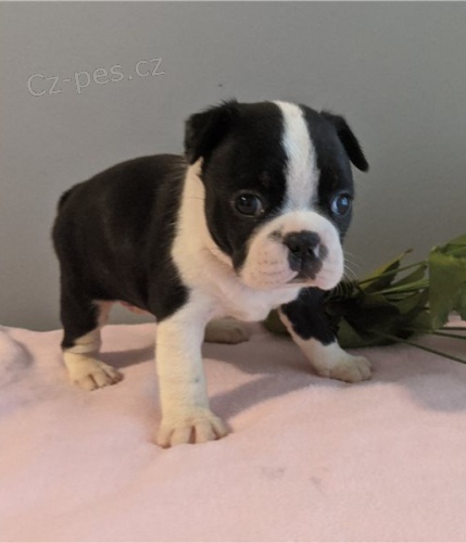 �t��ata boston teri�ra jsou k dispozici,