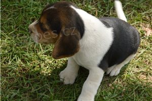K dispozici �t��ata Beagle