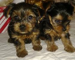 nej��asn�j�� a nejkr�sn�j�� �t���tka YORKSHIRE jsou p�ipravena k adopci. 