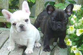  �t���tka FRENCH BULLDOG k adopci.