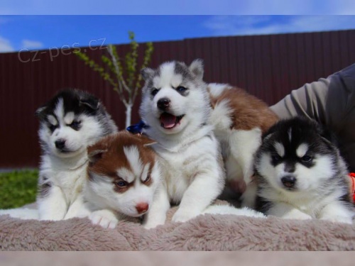  Sibi�sk� Husky �t��atka- Chlapci a d�vky s modr�mi o�ima