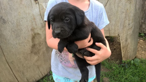  Labradorsk� retriever bez PP