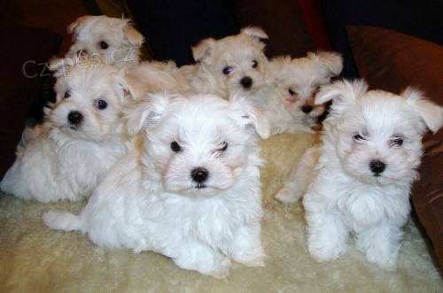 k dispozici roztomil� maltsk� �t��ata.