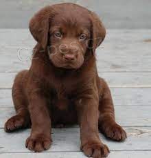 Sladk� labradorsk� retr�vr