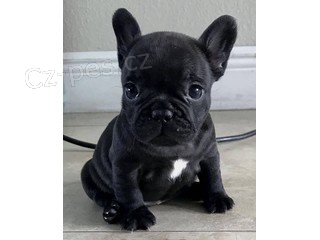 rozko�n� buldoci k adopci