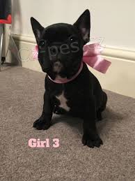 Francouzsk� buldo�ek �t��ata. jsou bez d�di�n�ch chorob, jsou �istokrevn� a maj� dobr� zdrav�