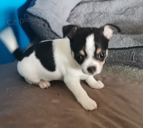 Mal� �t�n� Chihauhau