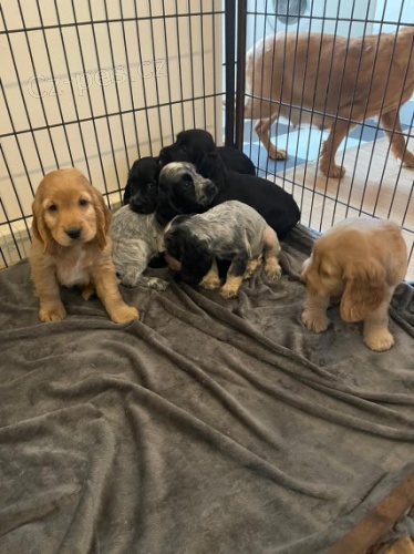 �t��ata kokr�pan�l