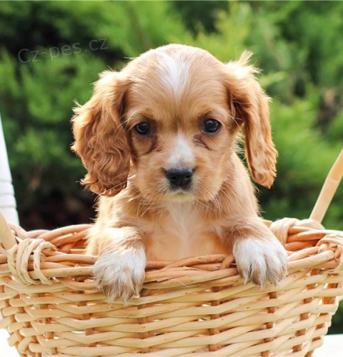 kokr�pan�l �t��ata