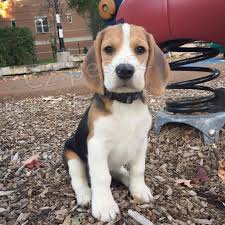 K dispozici �t��ata Beagle.