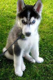 sibi�sk� husky.