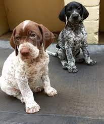 POINTER �t��ata ..