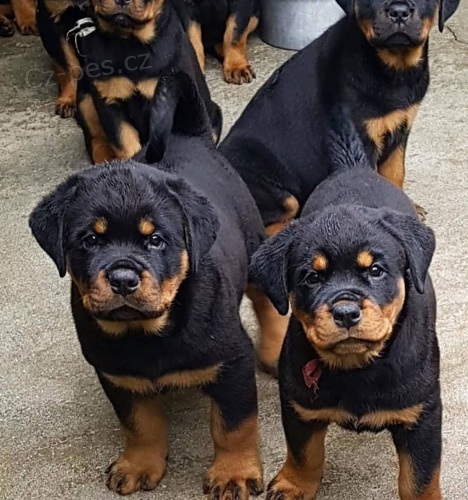 �t��ata rotvajler�.