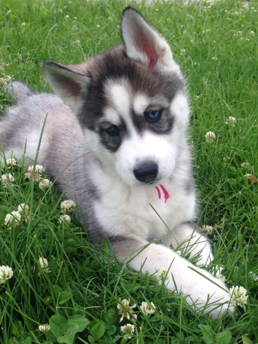 sibi�sk� husky.
