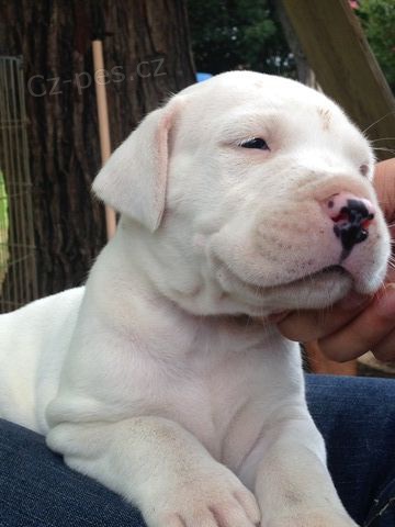 Argentinsk� doge ..