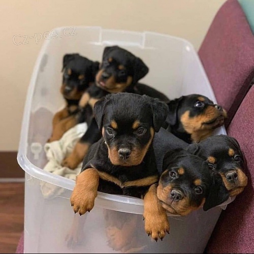 �t��ata rotvajler�.