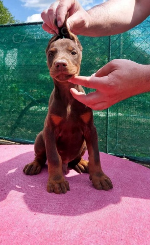 �t��ata dobermana na prodej