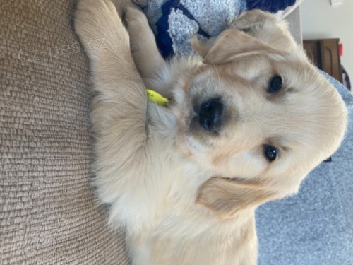 Ohromuj�c� zlat� retr�vr na prodej