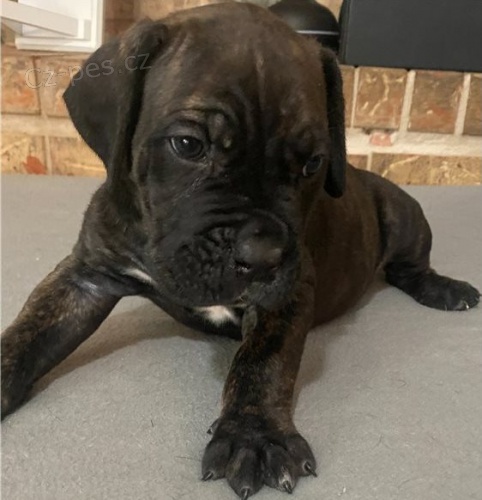 �t���tka Cane Corso pro dobr� domov 