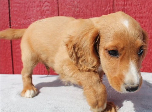 K dispozici je roztomil� anglick� kokr�pan�l