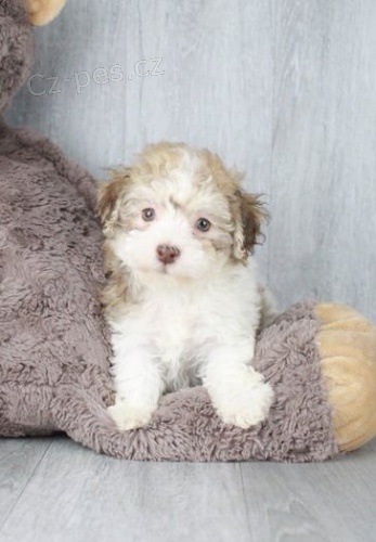 Velkolep� �t��ata Harrier k adopci