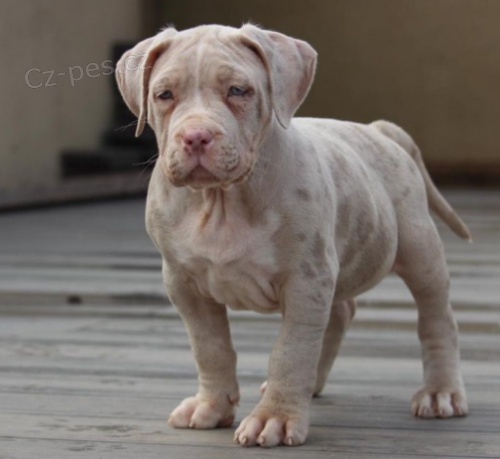 �t���tka Americk� Bully