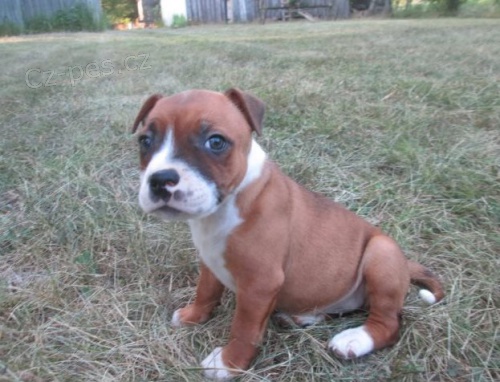 �t��ata staford��rsk�ho bulteri�ra jsou nyn� k dispozici 