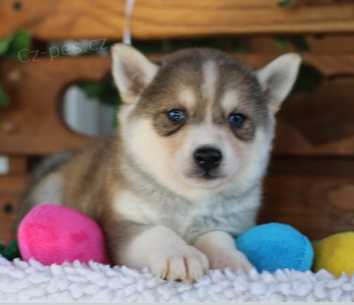 Alja�sk� Klee Kai �t��ata k dispozici 