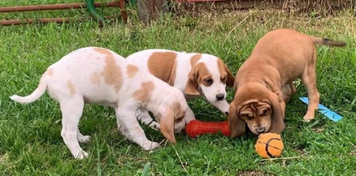 K dispozici �t��ata americk�ho Foxhound 