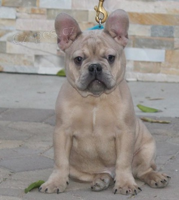 �t��ata Hovawart k dispozici