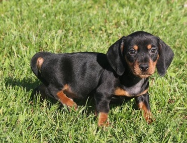 �t��ata jezev��ka k dispozici 