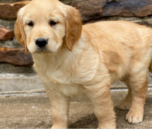 K dispozici �t��ata zlat�ho retr�vra 