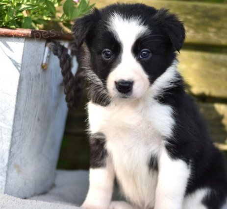 �t���tka border kolie k dispozici 