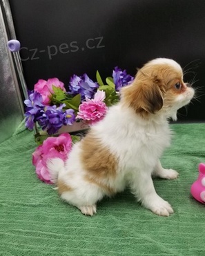 K dispozici �t��ata Japan-Chin 