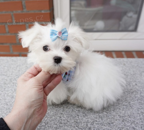 kr�sn� maltsk� �t�n� k dispozici k adopci