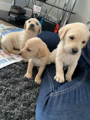 labradorsk� �t��ata