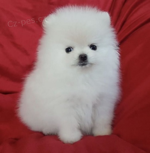 N�meck� trpasli�� �pic