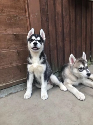 sibi�sk� husky �t��ata s modr�ma o�ima na prodej.