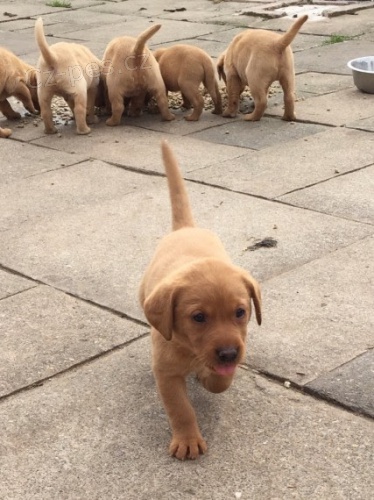 Zdrav� a velmi kr�sn� �t���tka labradorsk�ho retr�vra na prodej.