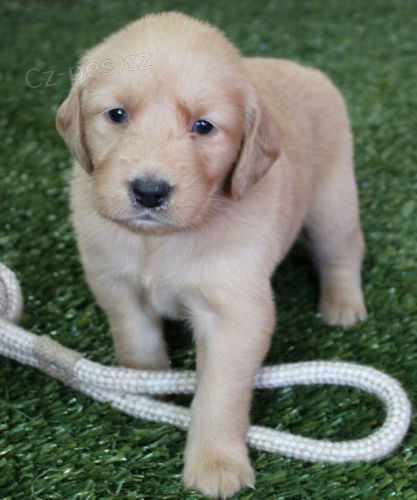 roztomil� �t��ata zlat�ho retr�vra na prodej.