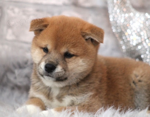 shiba inu d�t� �t��ata na prodej.