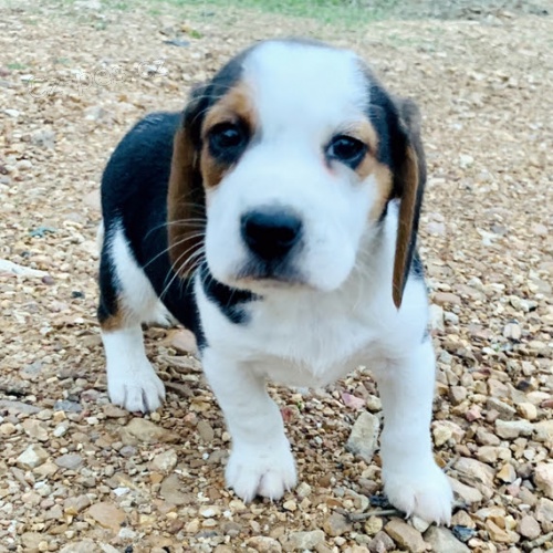 Kr�sn� a n�dhern� �t��ata b�gl� k prodeji.