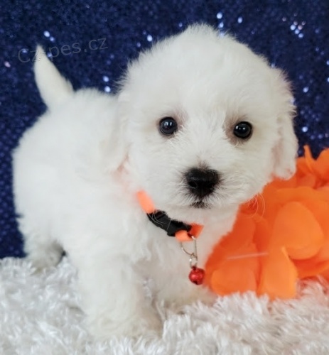 na prodej o�kovan� a od�erven� �t��ata Bichon.