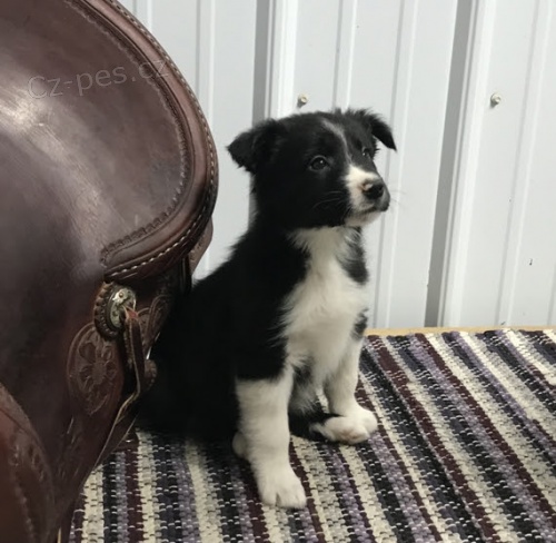 pes a �ena �t��ata border kolie na prodej