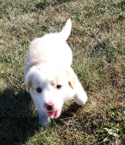 �t��ata border kolie na prodej