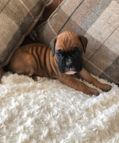 Kr�sn� �t��ata n�meck�ho boxera na prodej