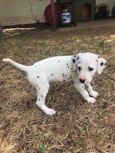 kr�sn� od�erven� a zdrav� o�kovan� dalmatsk� �t���tka k prodeji