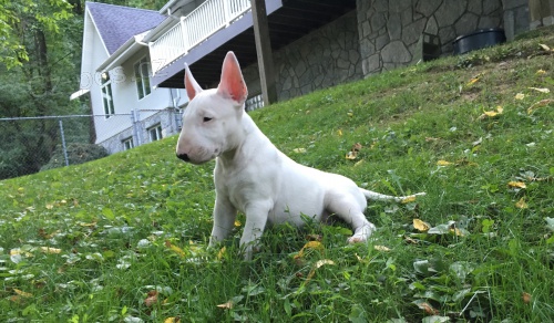 na prodej o�kovan�, zdrav� a od�erven� �t��ata anglick�ho bulteri�ra.