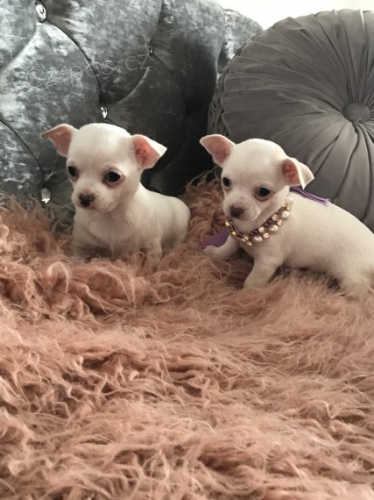 na prodej od�erven� a o�kovan� �t���tka mini hra�ky �ivava