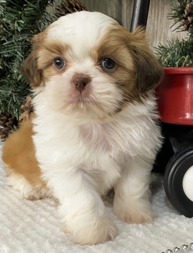 prodej �t���tek SHIH TZU bez rodokmenu